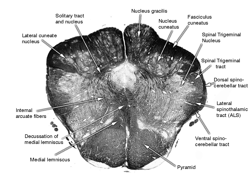 University at Buffalo Neuroscience Slide Atlas